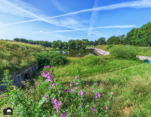 Groene dijk met paarse bloemen