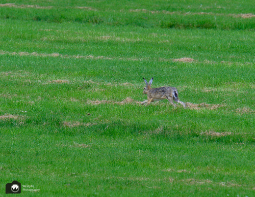 Haasje rent in het veld