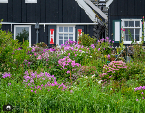 Mooie bloemen in een tuin