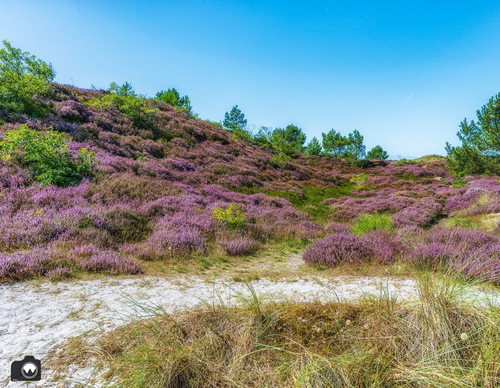 glooiend heideveldje