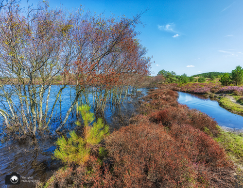 bomen in het water bij een meertje