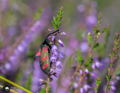 kleurrijke kever in een paarse heide tak