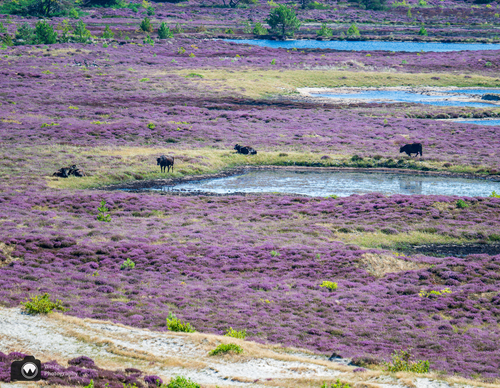 koeien in de verte op een paars heideveld
