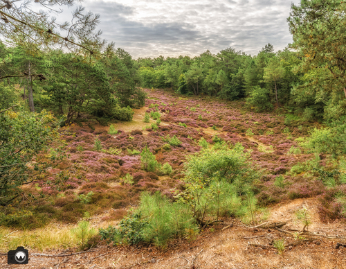 glooeinde heidevelden