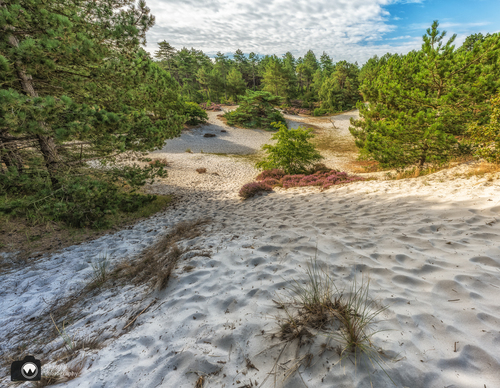 zandigere vallei met wat bos en heide