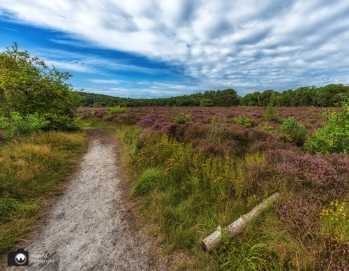 een zandpad door de heide met een boomstam