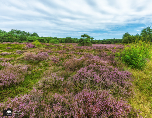 mooie heidevelden