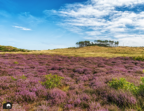 heide met blauwe lucht