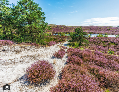 paarse heide met een wit zandpad