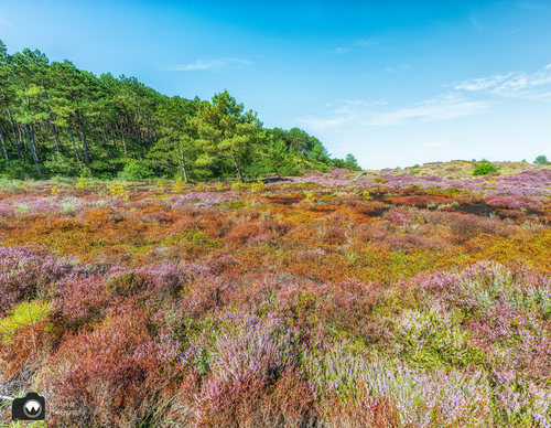 nat wandelpad door de heide