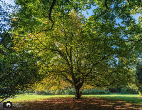 Laura onder enorme boom in herfstkleuren