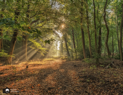 Bos met schijnende zon door de bomen