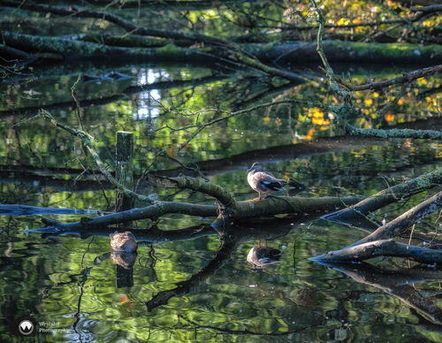 Eend op een tak in het water