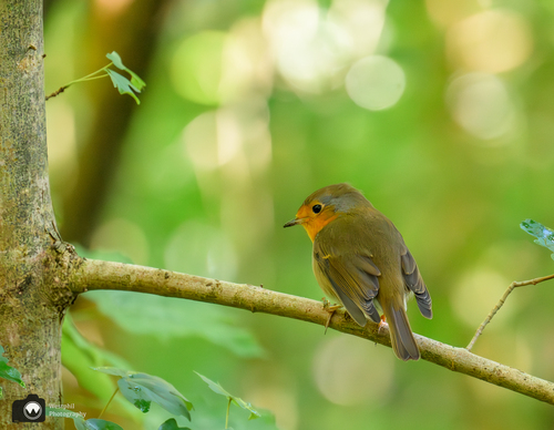 Roodborstje op een tak