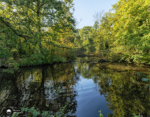 Natuurlijke sloot omringt door bomen