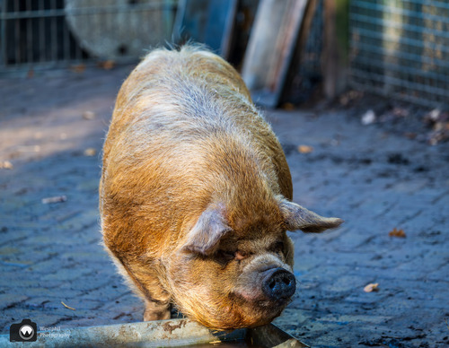Groot harig hangbuikzwijntje