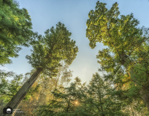 Bomen vanaf de onderkant
