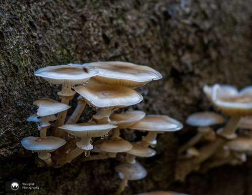 Elfenbankjes paddenstoelen