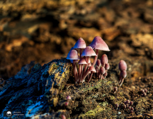Groepje paddenstoelen