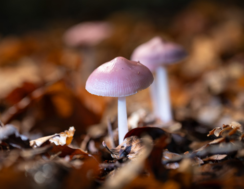 Roze paddenstoelen