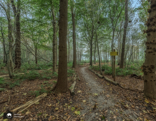 Het is nog donker in het bos