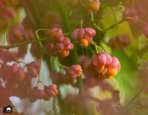 Besjes van de kardinaalmuts