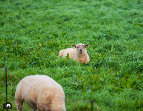 Liggende schaapjes in het veld