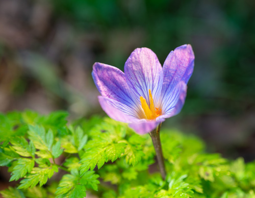 Paarse krokus van dichtbij 