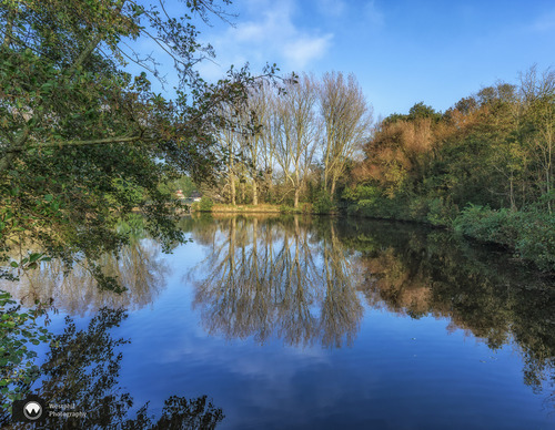 Weerspiegeling van bomen in de vijver