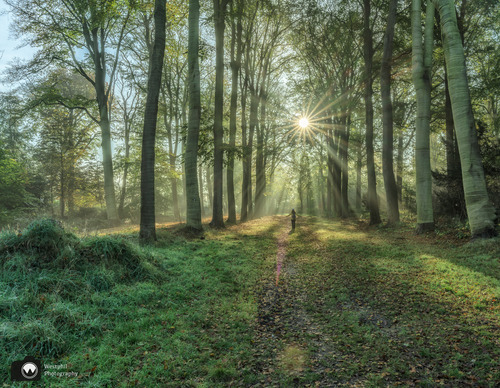 Zonnestralen in het bos door de bomen