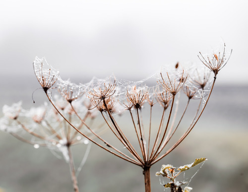 Spinnenweb op berenklauw