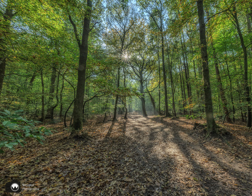 Prachtig in het bos