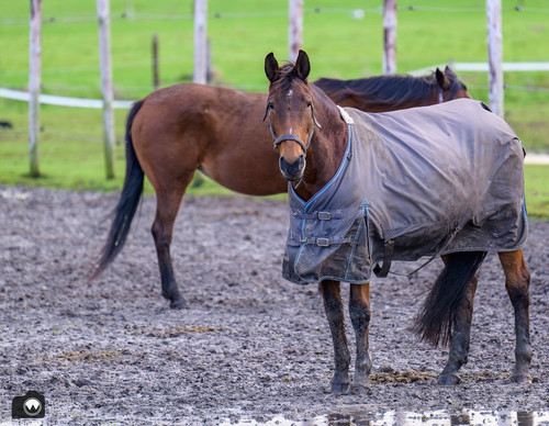twee paarden in een paddock
