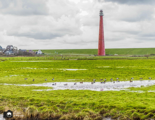 groepje eenden zwemmen in plas in weiland met vuurtoren op de achtergrond