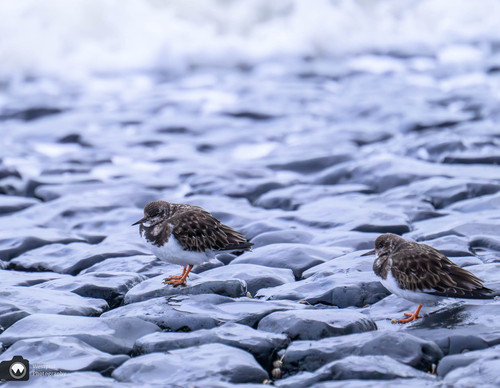 twee kleine steenlopers
