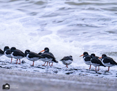 rijtje schooleksters bij het water