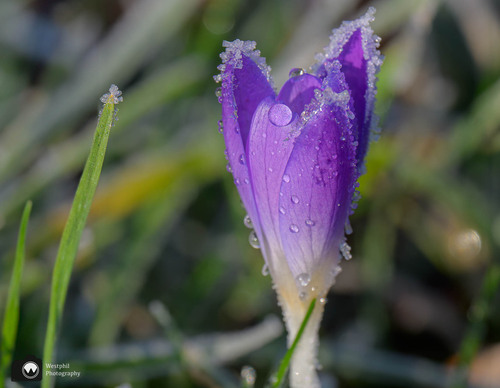 Paarse krokus met vorst