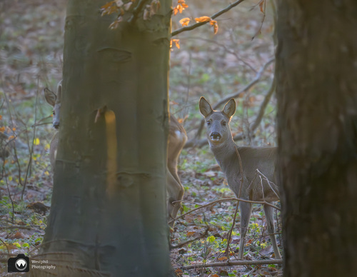 Twee hertjes die door de bomen kijken