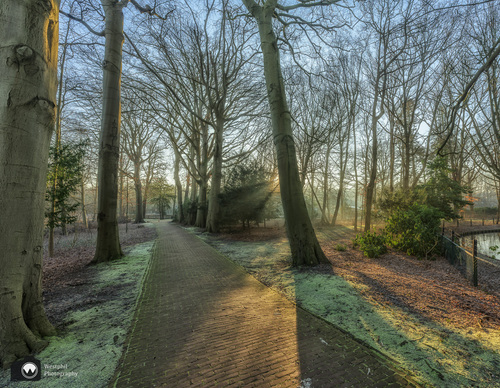 Bestraat pad door het bos