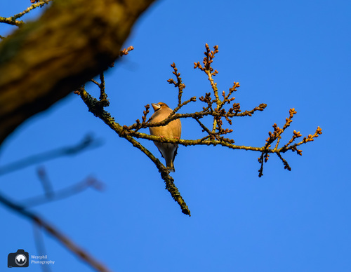 Appelvink in de takken