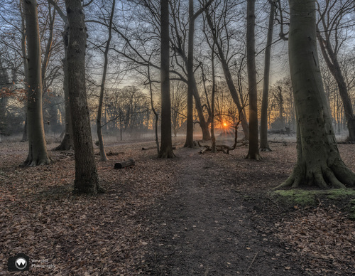 Laagje mist boven bosgrond