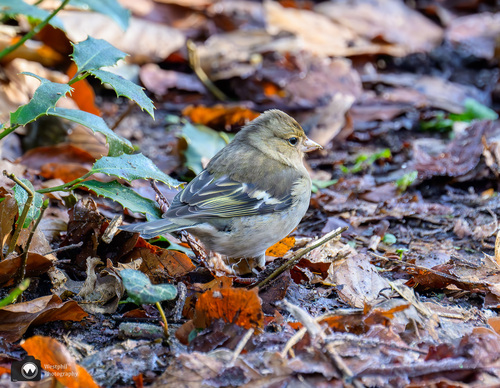 Vinkje tussen de bladeren