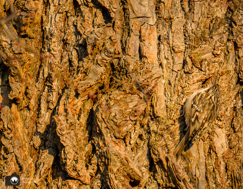 Boomklever tegen bast gecomoufleert