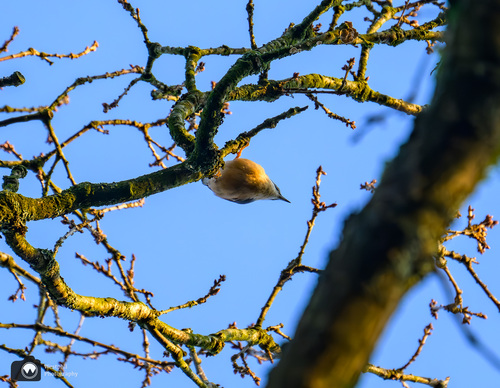 Boomklever tegen blauwe lucht 