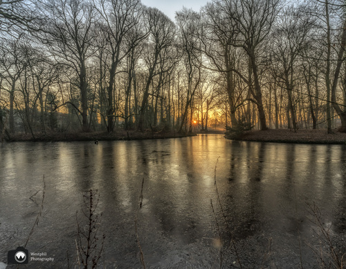 Zon schijnt tussen bomen door over vijver