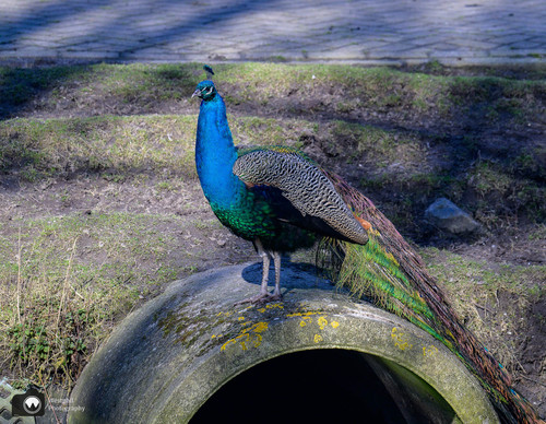 Pauw op stenen cilinder