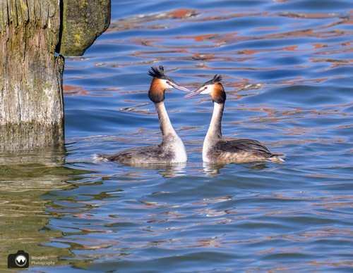 Twee futen in het water