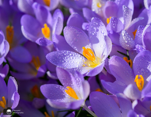 Krokussen van dichtbij