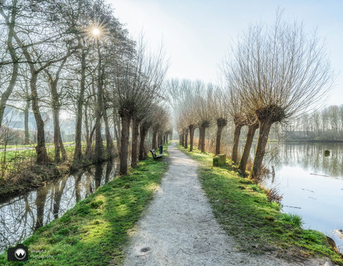 Laantje langs water met Rijen wilgen