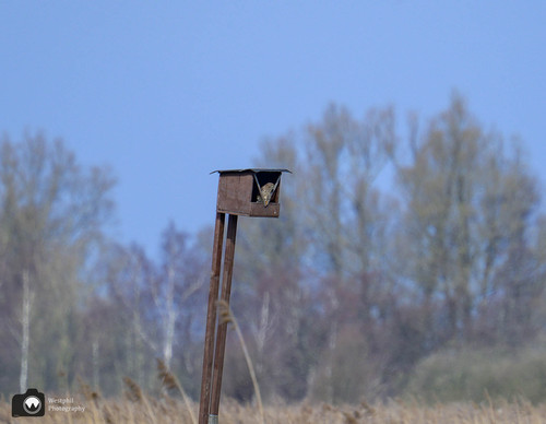 nestkastje op een paal